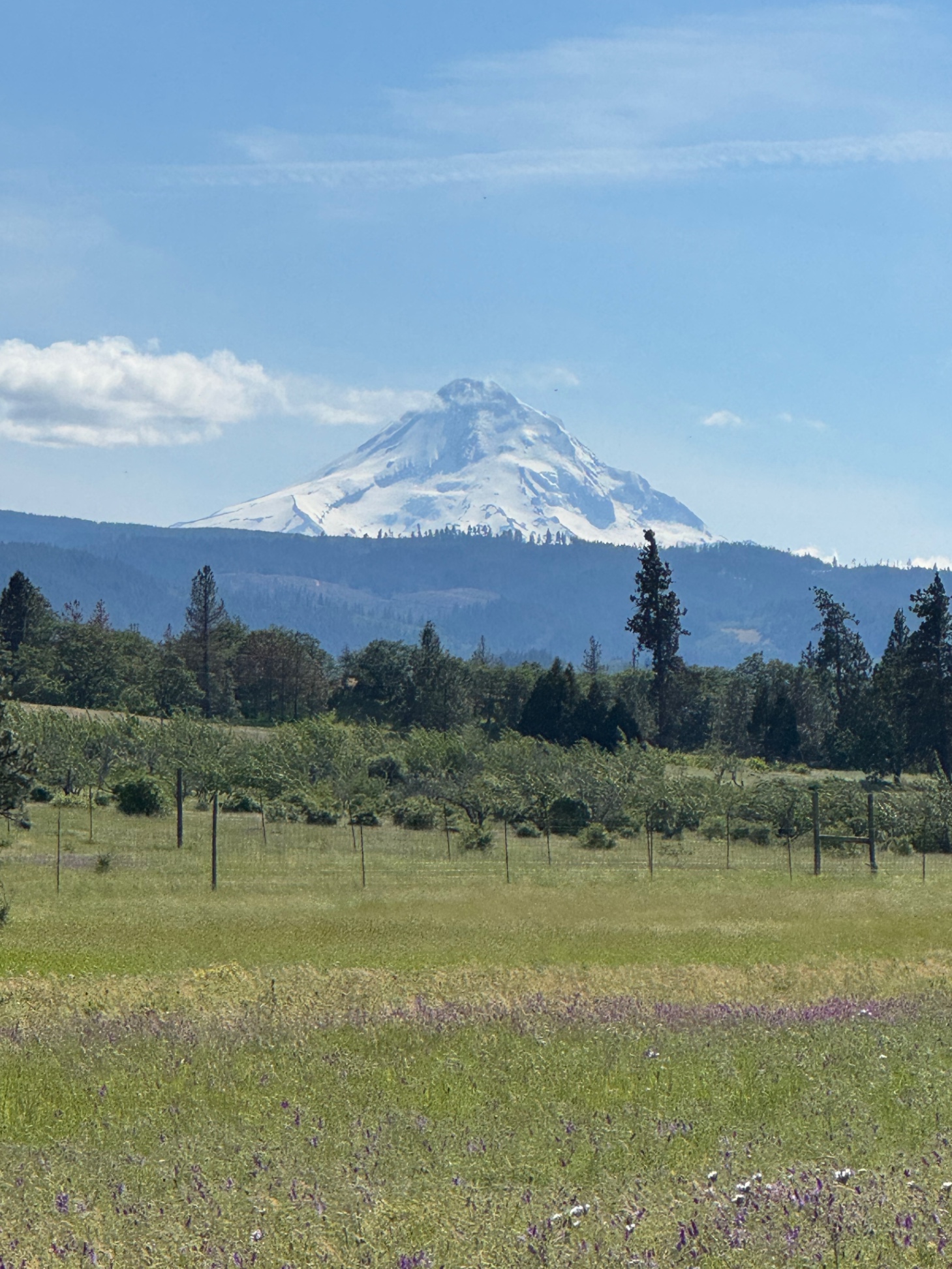 Mt Hood curls over, reaching back towards the waving meadow flowers. The hand of Earth cradling the rush of life.